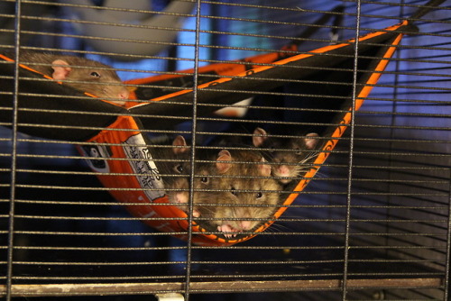 Rat cuddles <3 