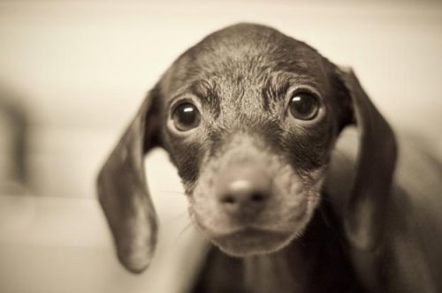 thefrogman:I didn’t think Otis would ever forgive us after his first bath. 