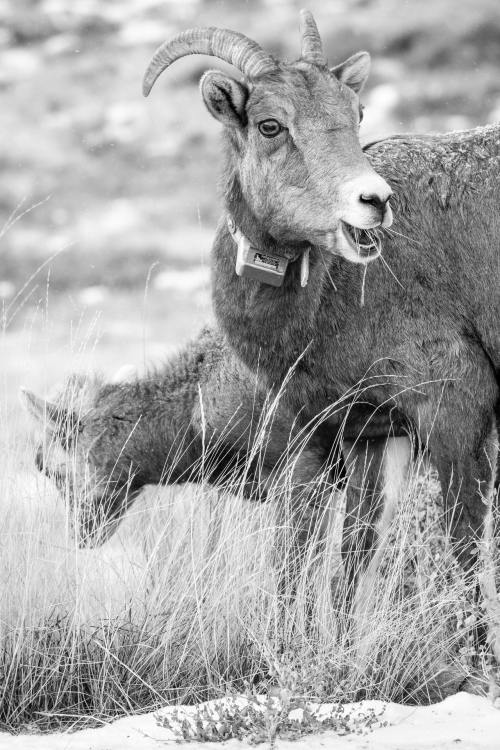 Bighorn sheep at the National Elk Refuge, Wyoming. November, 2020.