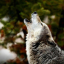 wolfcat-says