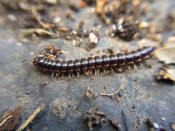 thebrainscoop:  Gardening is great, but I’m terrible – I spent a half hour photographing the millipedes that were churning up in the soil. This little guy is Oxidus gracilis. It’s tiny- about the length of the first digit of a finger.   When I’m