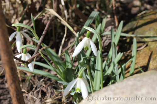 kihaku-gato: Opened Snowdrops (Galanthus sp.) popping all over the gardens. I took so many photos of