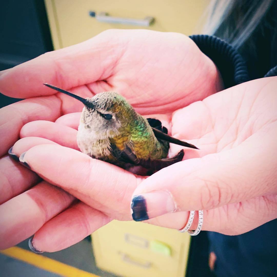 I guess you can say I’m making new friends at work #hummingbird #babybird #natureiswild #beautiful #tinyfloof #jesspetspets #jpp
https://www.instagram.com/p/Brld7YvAPuM/?utm_source=ig_tumblr_share&igshid=1mkp8gsp2p733