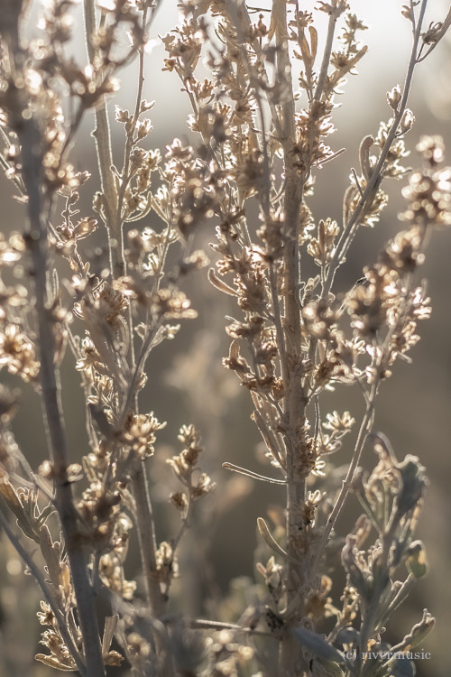 Sunlit Sage: © riverwindphotography