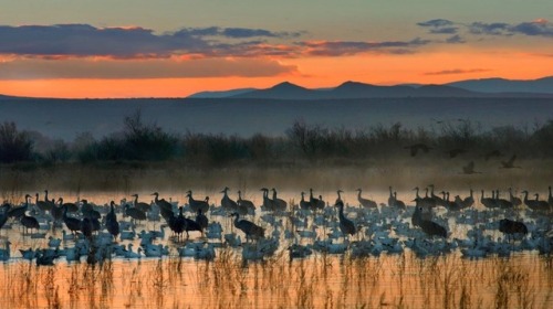 bluebirdofhappinessstuff:tail-feathers:The Bosque del Apache Wildlife Refuge“There is a way that nat