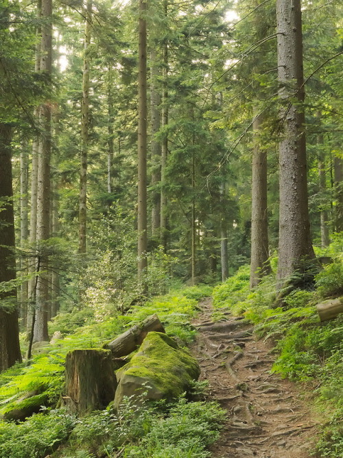 blackforestnature:Trail through the black forest, (Mountain Brandenkopf).