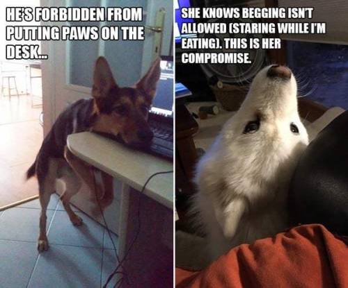 geekgirlsmash: pr1nceshawn: Some People Know How To Break All The Rules. Chaotic Good Dogs!
