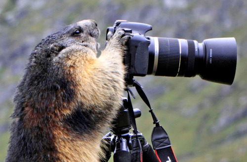 nubbsgalore:  photos by (click pic) stefan meyers, david schultz, igor laptev, will burrard-lucas, simon roy, vadim trunov, michaela walch, ed hetherington, chris du plessis, jim lawrence, paul soulders 