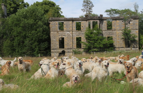 sadhuman:golden retriever festival in scotland