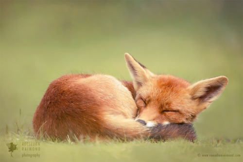 Sleeping fox: Roeselien Raimond