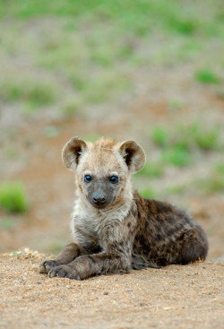 animalfunwithnature:  Hyena by ~Fancy-Cat