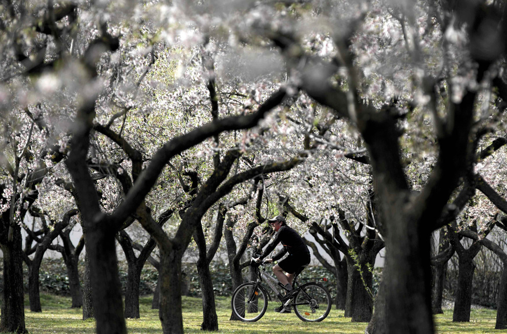 Madrid, Spain
A man rides his bicycle under almond blossoms in a park during a warm winter day (via Big Picture)