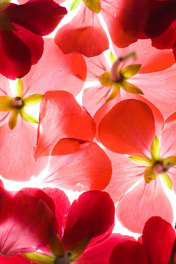 PINK VELVET