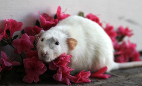 karasratworld:rats-enshrined:February 23, 2014Omg they are all facing the same way and pretty flower