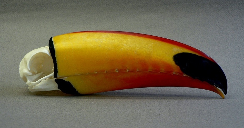 prokopetz:  seelcudoom:  cryptid-quartz:  Toucans are pretty weird, right?  I mean