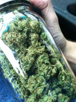 420junkie:  A few ounces of Banana Kush i