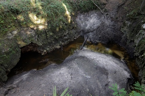 goodcopbearcop:Disappearing Creek near the Suwannee River.In North Florida it’s common for creeks an