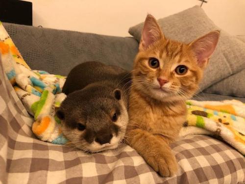 cuteeanimalsee