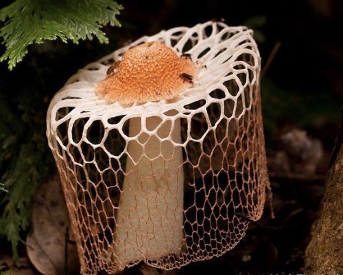 gallusrostromegalus: caramel-poptart: mushroomgay: mossful: by Mark Ziembicki Veiled stinkhorn (Phal