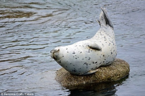 chenyanqing: Happy seals forever.