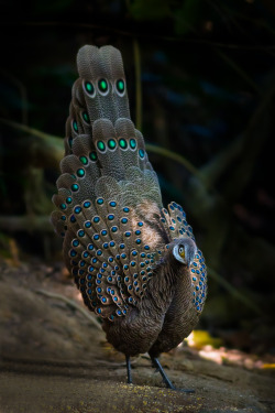 fairy-wren:Grey Peacock Pheasant