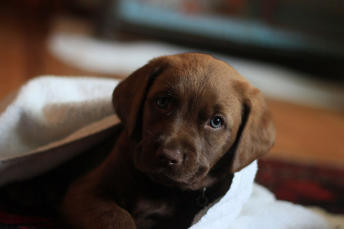 oldfarmhouse:Chocolate Lab|Textbook Autumn caninePlease concider Adoption First: ))