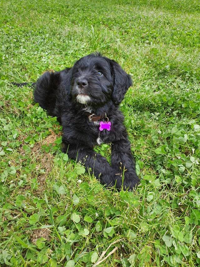 Today we welcomed Molly the Saint Berdoodle into our home!