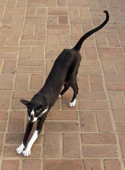 tordles:sgtpossum:thecatsintophats:Oriental Shorthair (Wikimedia)that thing is like the cadillac of 