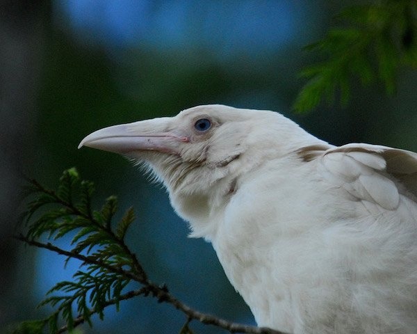 paganalia: The white ravens of Qualicum Beach, Vancouver Island in British Columbia,