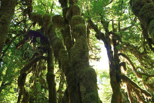 I went to the Hoh rainforest and took pictures of all the moss