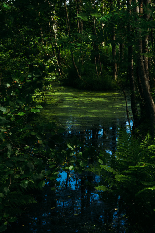 anttihintsa: Jungle / Olympus OM-D EM-1 / Finland