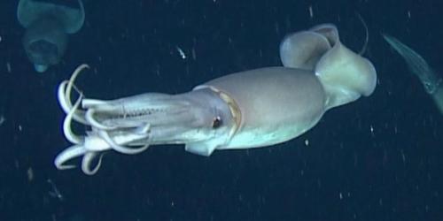 Illuminating Find: Heres How Squid Talk To Each Other In The Dark