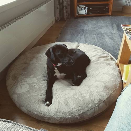 Little dog on a very big cushion….