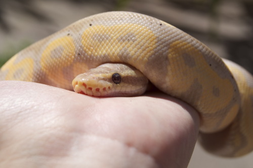 me-ride-pretty-one-day:Taro freshly shed – cinni banana/CG ball python bred by Ken Macek