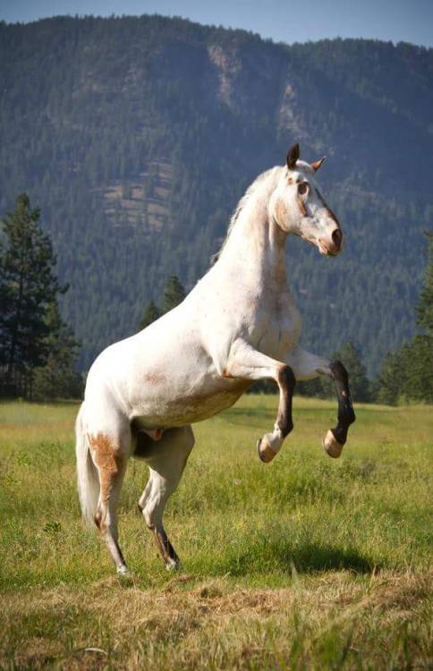 all-the-horses: Endo the BlindAppaloosa, GeldingBorn 2000