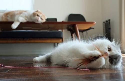 #fujifilm#katt#кошка#ネコ#猫#cat#neko#ぬこ#ふわもこ部#micio#japan#ocicat#whitecat#munchkin#scottishfold #今日もX日