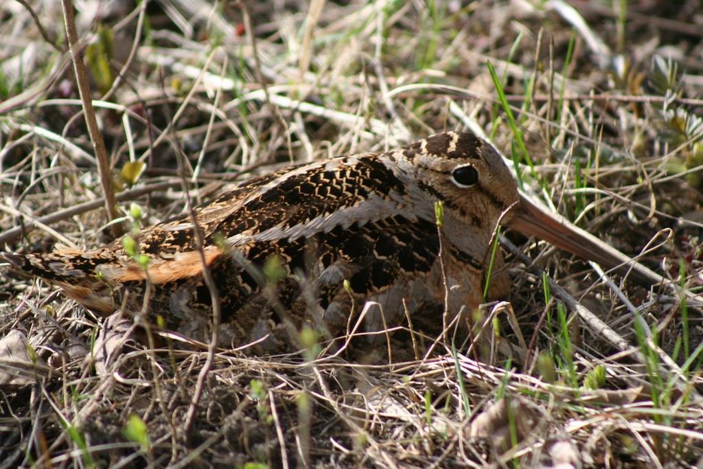 glitchlight: gallusrostromegalus:  sleepyheathen:  typhlonectes:   American  Woodcocks