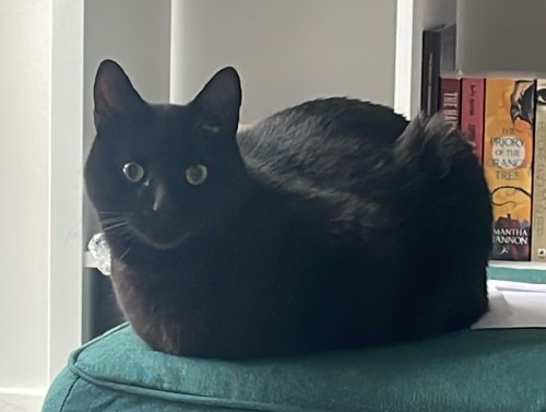 Happy National Black Cat Day! Here Are Some Of The Shapes Mine Makes