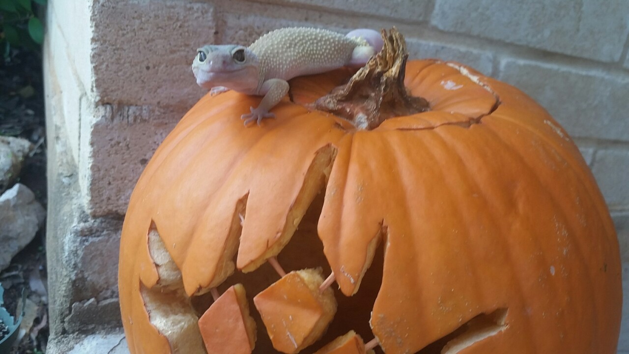 ask-cayde-6:  ask-eris-morn:  chubsthegecko:  happy halloween!! chubs is ready to