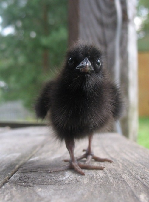 roachpatrol:  kbourgerie:  Baby Raven  sorry, nope! i can’t quite tell how big the feet and beak are because of the perspective but that’s either a black chicken chick  or a baby virginia rail,  which are very frequently passed off as a baby crow