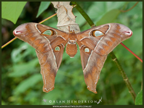A brown hercules moth female sitting on a branch
