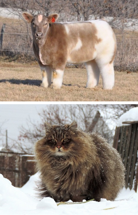 tastefullyoffensive:  Animals with Fabulous Hair [boredpanda]Previously: Animals in Complete Astonishment