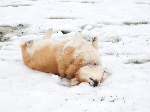 thecutestofthecute:  Here are some animals that are excited about the snow more then some of us are. 