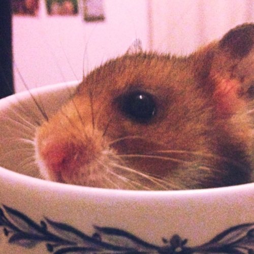 hamsters-in-cups