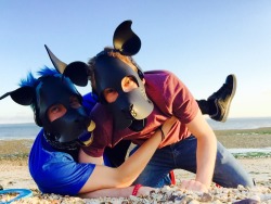 scoutpupp:  Took puppy for a walk to the beach. This pretty much sums things up. I’m a lovely alpha and  puphalt calls me mean and gets grumpy.  As much as I look grumpy in this photo I had an AMAZING time with scoutpupp. I got to go walkies, play Frisbee