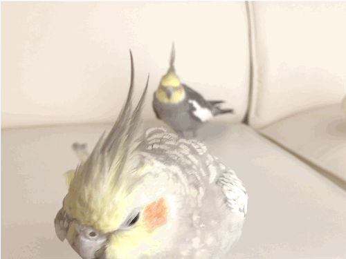 mylovelybirds:  154_2016
