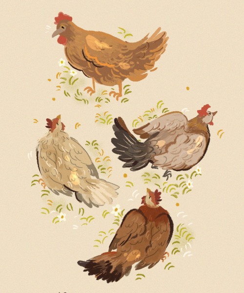 littlestpersimmon:dad’s chickens