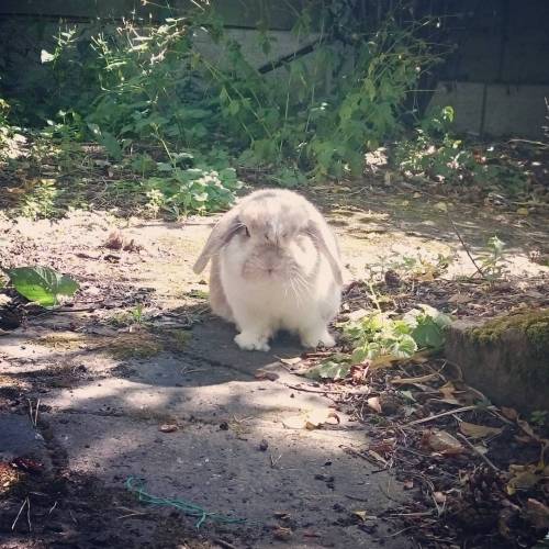 #jubby #bunny #jubbybunny #rabbit #lop #minilop #hollandlop #cute #lapin #kawaii #usagi #petsofinsta