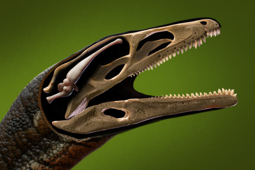 An artist’s concept of the skull and brain of the sauropodomorph Buriolestes, a small, late Triassic