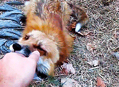 this-squirrel-is-on-fire:  wow i thought foxes were supposed to be dangerous but